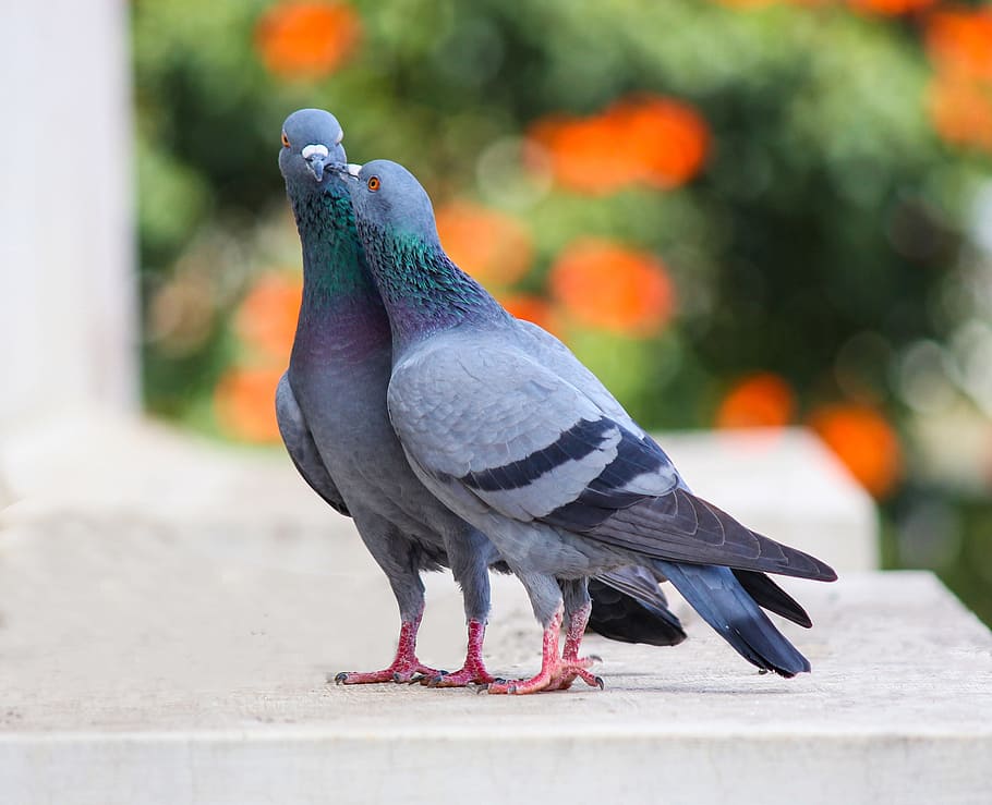 Photo of Two Pigeons, animal, avian, birds, grey, animal themes HD wallpaper