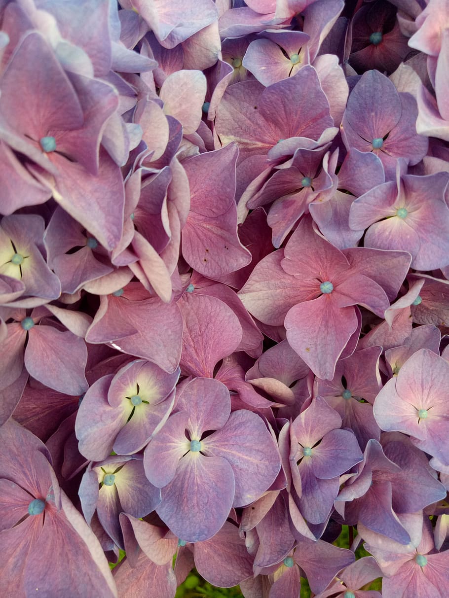 flower, hydrangea, violet, petals, garden plant, beauty in nature HD wallpaper
