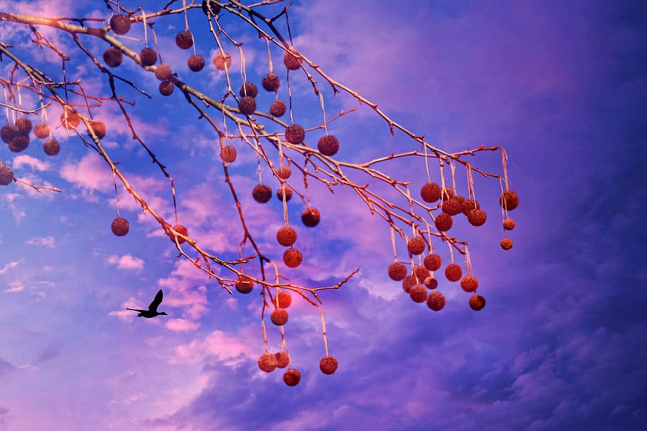plane tree, plane fruit, skies, bird, clouds, creation, fantasy HD wallpaper