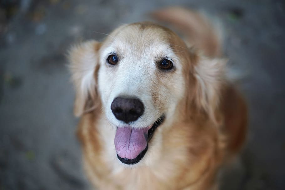 one animal, dog, canine, pets, domestic, domestic animals, mammal HD wallpaper