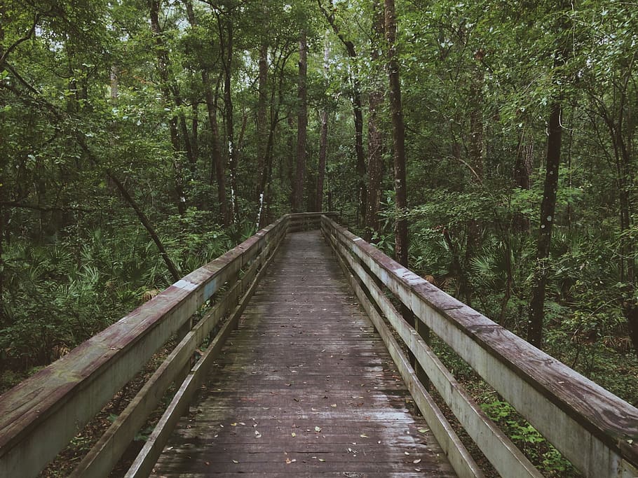bridge, woods, forest, adventure, trip, tree, direction, the way forward HD wallpaper