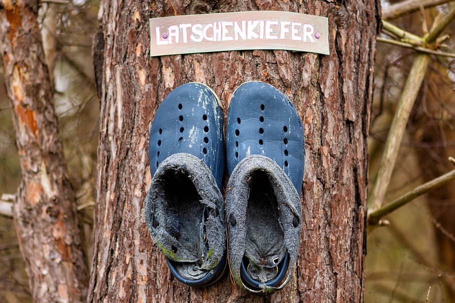 pine, shoes, leather, old, tree, pair, mountain pine, forest HD wallpaper