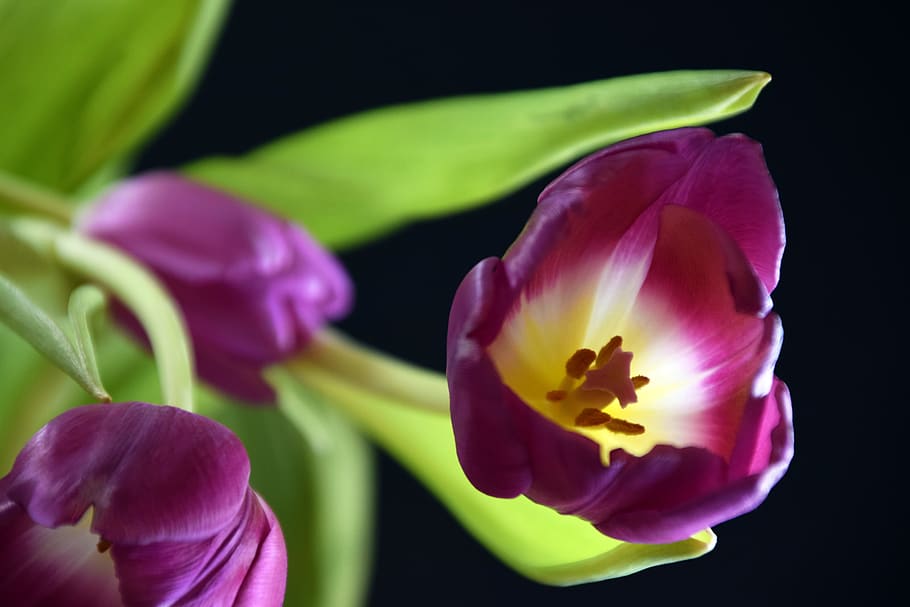 tulip, plant, flowers, tulips, spring, garden, blossom, bloom HD wallpaper