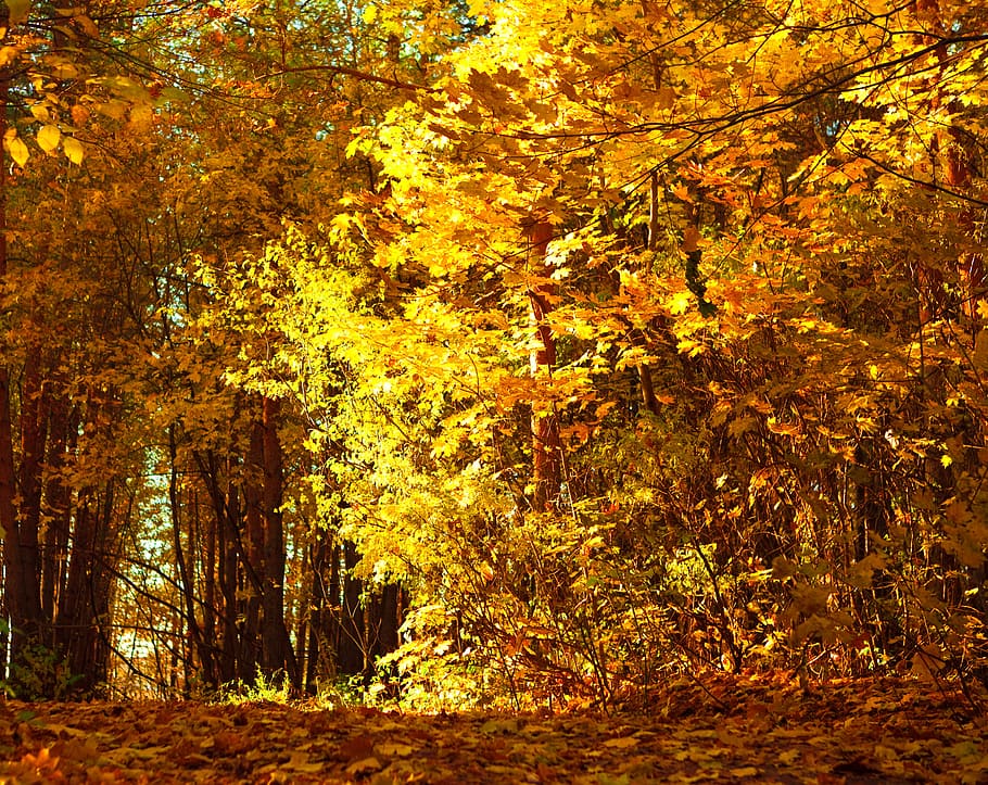 con2011, image, nature, photo, picture, plant, tree, autumn HD wallpaper