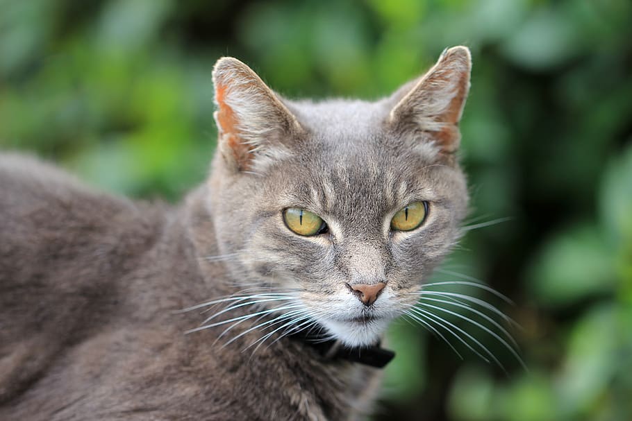 selective focus photography of grey cat, animal, animal themes HD wallpaper