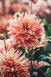 pink flower plant, blossom, dahlia, flora, garden, outdoors, leaf HD wallpaper