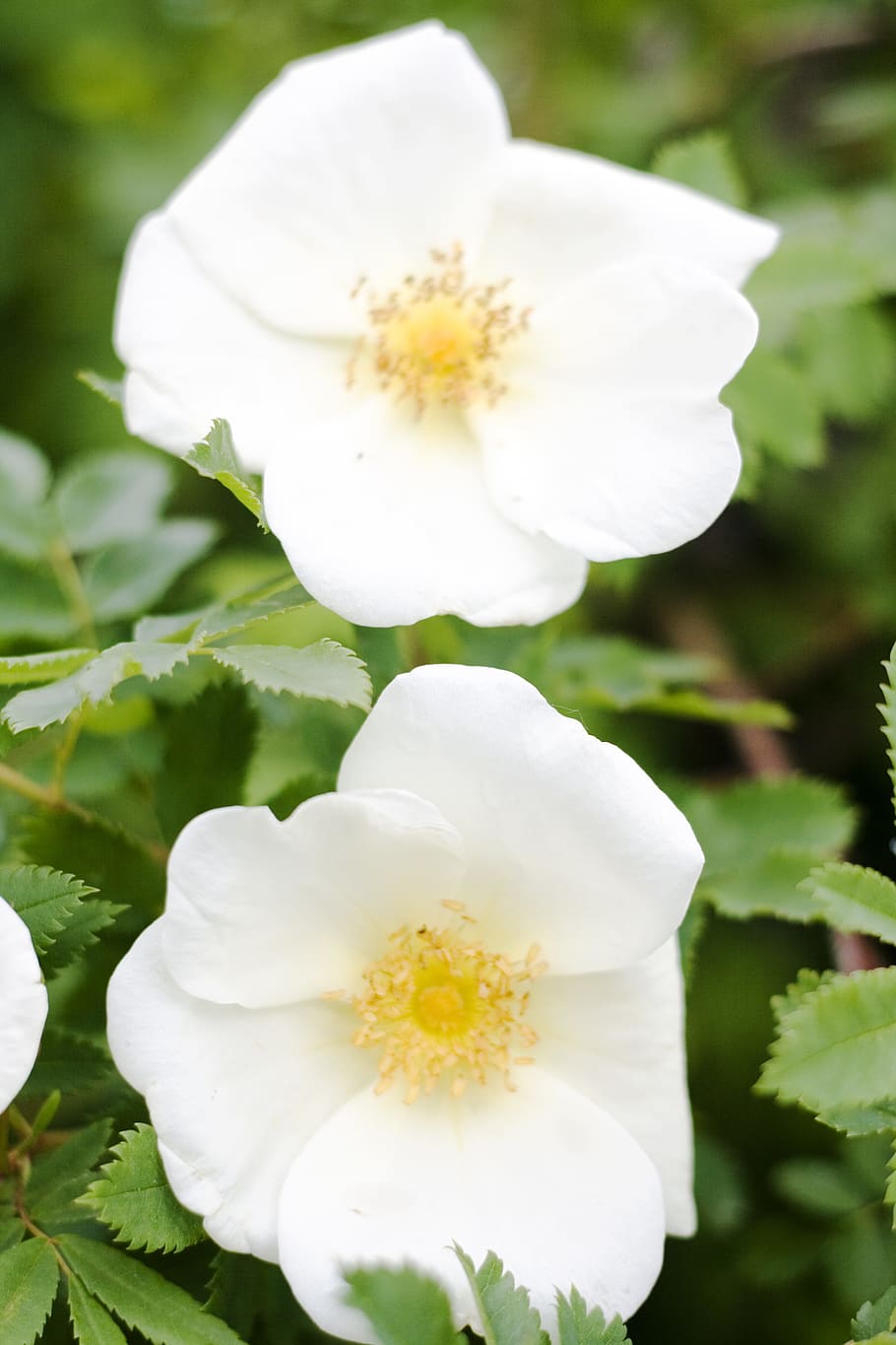 beautiful, blossom, bright, bunch, closeup, detail, flora, floral HD wallpaper