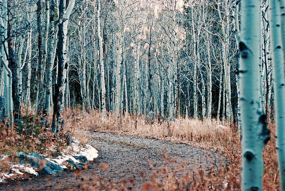 united states, eldora, trees, forest, pathway, plant, land HD wallpaper