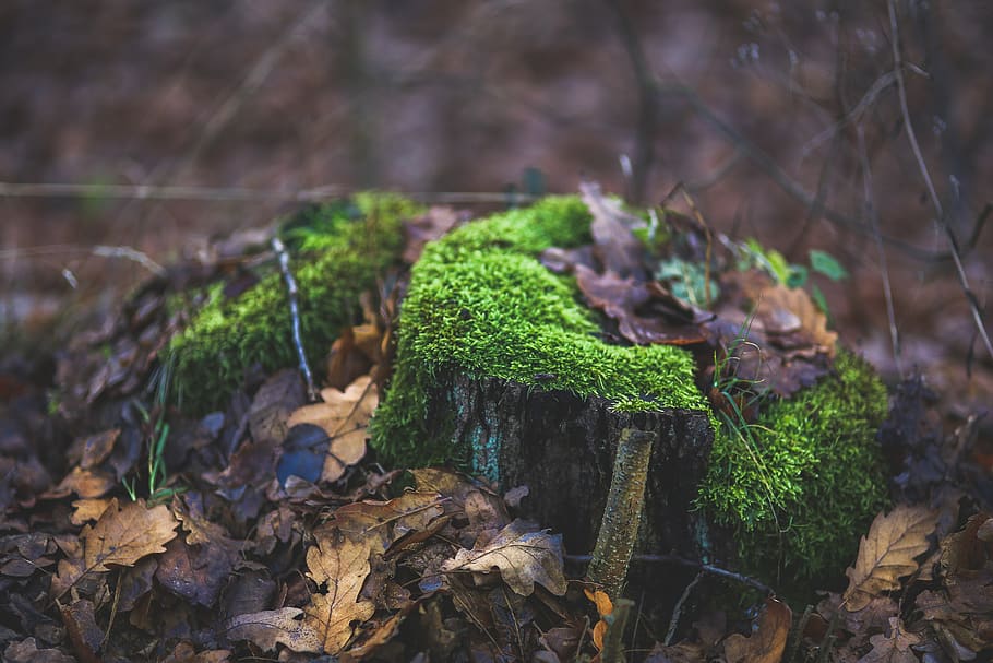 Moss covered tree trunk surrounded by fallen leaves, brown, environment HD wallpaper