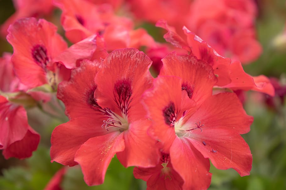 flower, red, green, plant, leaf, floral, floral wallpapers HD wallpaper