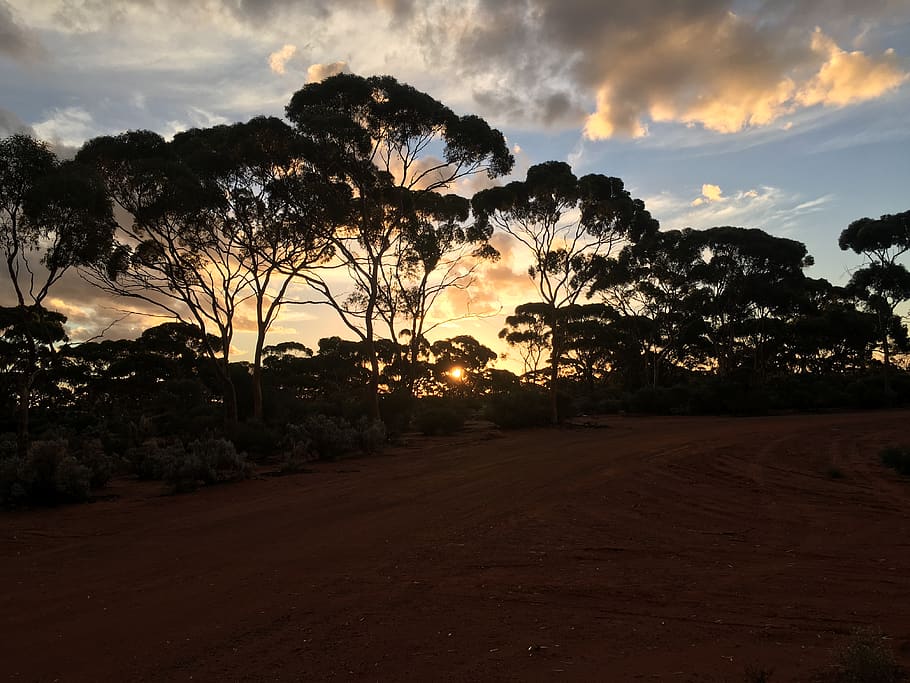 australia, kalgoorlie, sunset, trees, red, sky, cloud - sky HD wallpaper