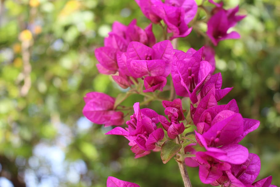 greece, athens, pink, summer, flowers, branch, tree, purple HD wallpaper