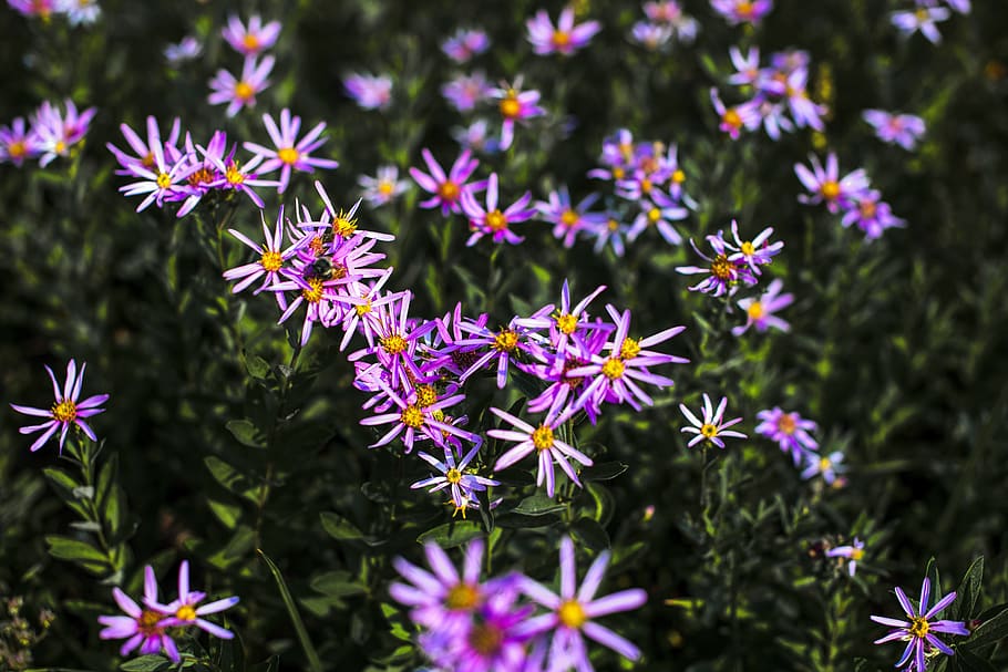 mountain asters, country, purple, color, bloom, flower, blossom HD wallpaper