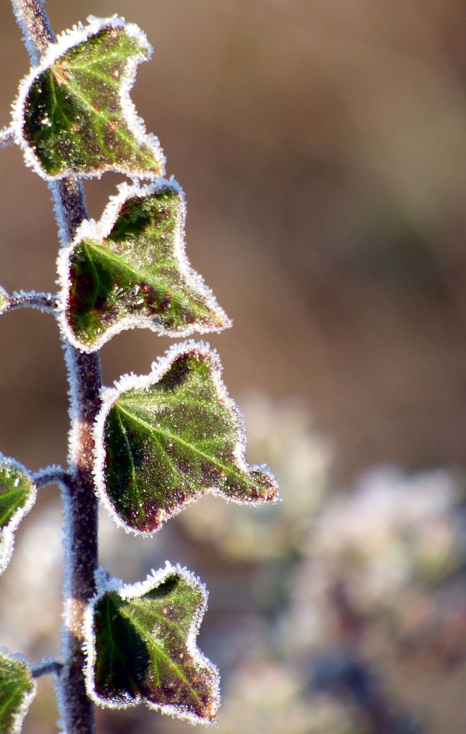 winter, leaf, gel, nature, cold, frost, foliage, season, green HD wallpaper