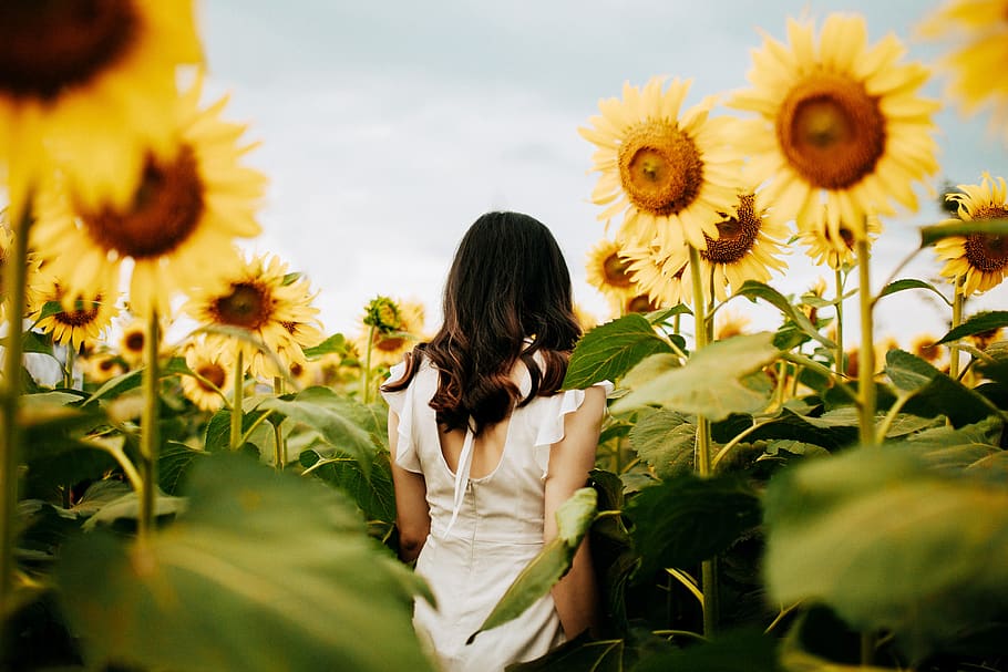 woman surrounded by yellow sunflowers, plant, flowering plant HD wallpaper