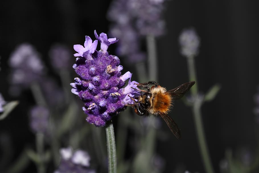 bee pollinating on purple flower, flowering plant, beauty in nature HD wallpaper