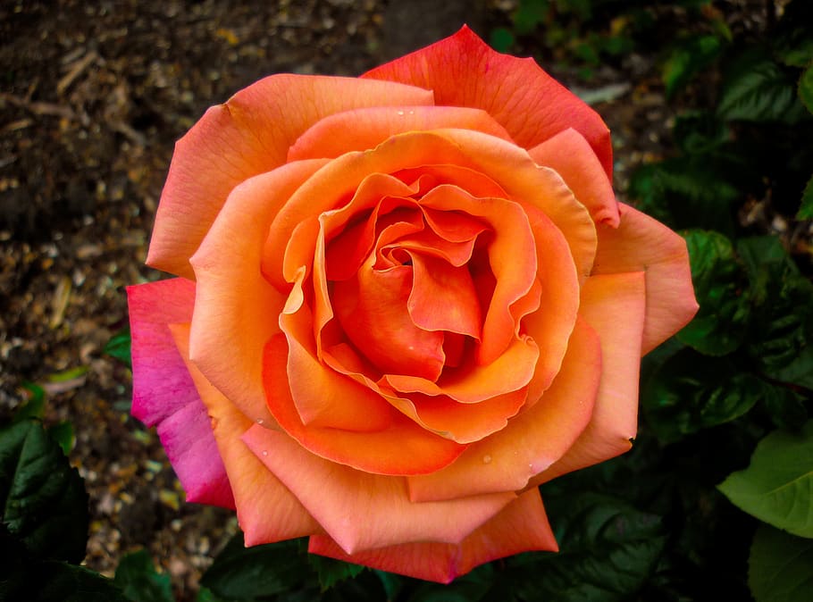 flower, flora, nature, garden, orange, flowering plant, petal HD wallpaper