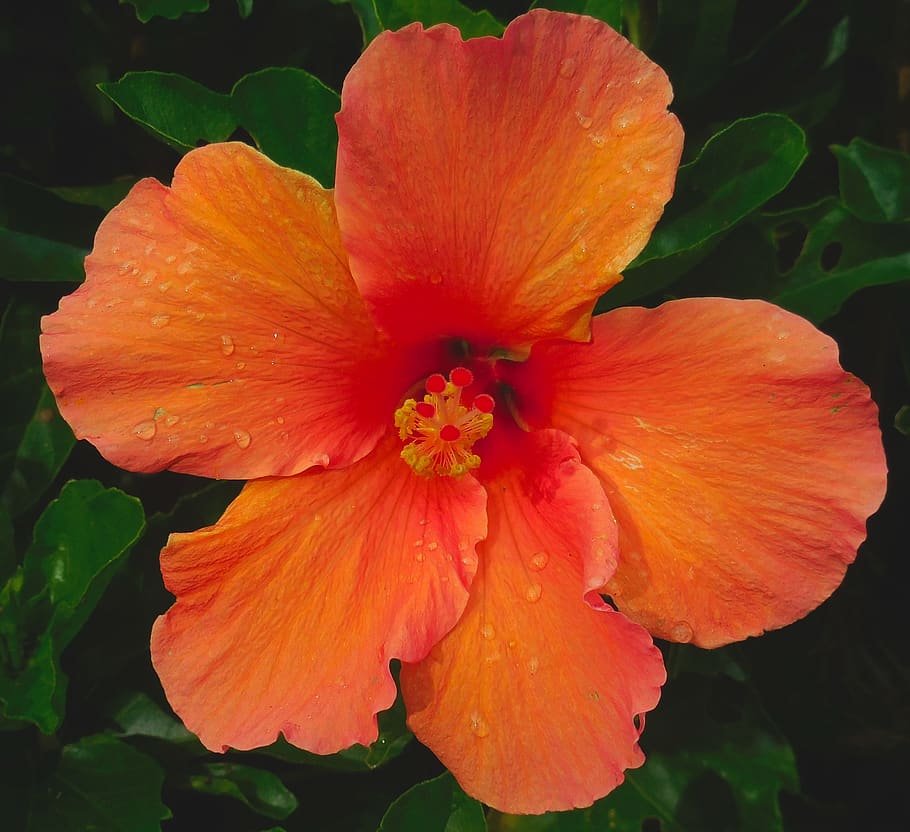 hibiscus, orange, nature, flower, blossom, bloom, plant, close up HD wallpaper