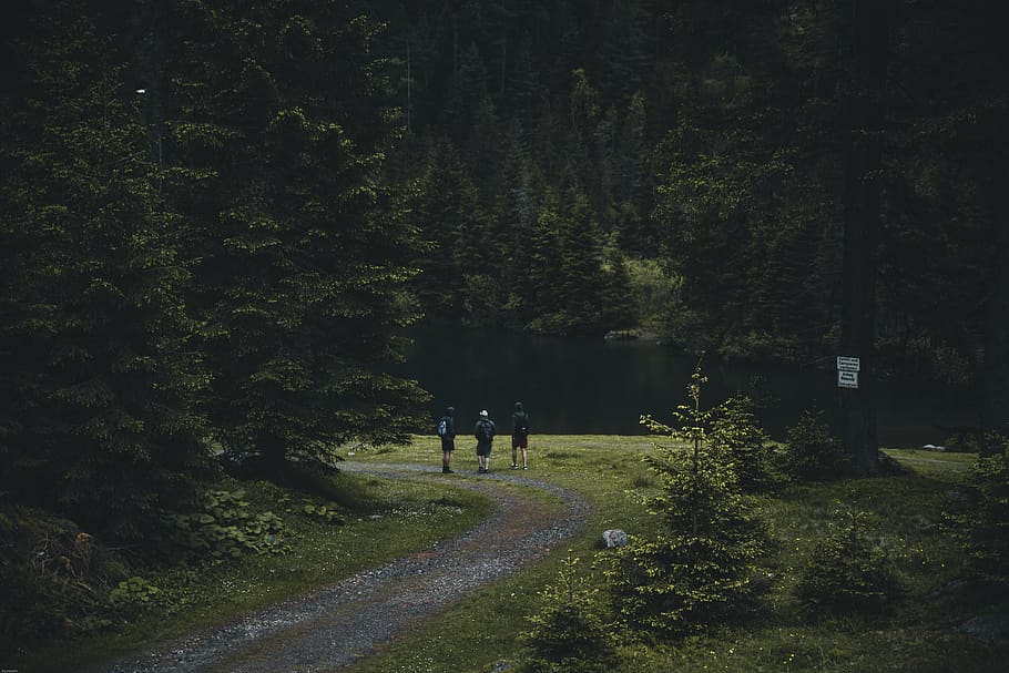 Photography of People Walking on Dirt Road, 4k wallpaper, conifers HD wallpaper