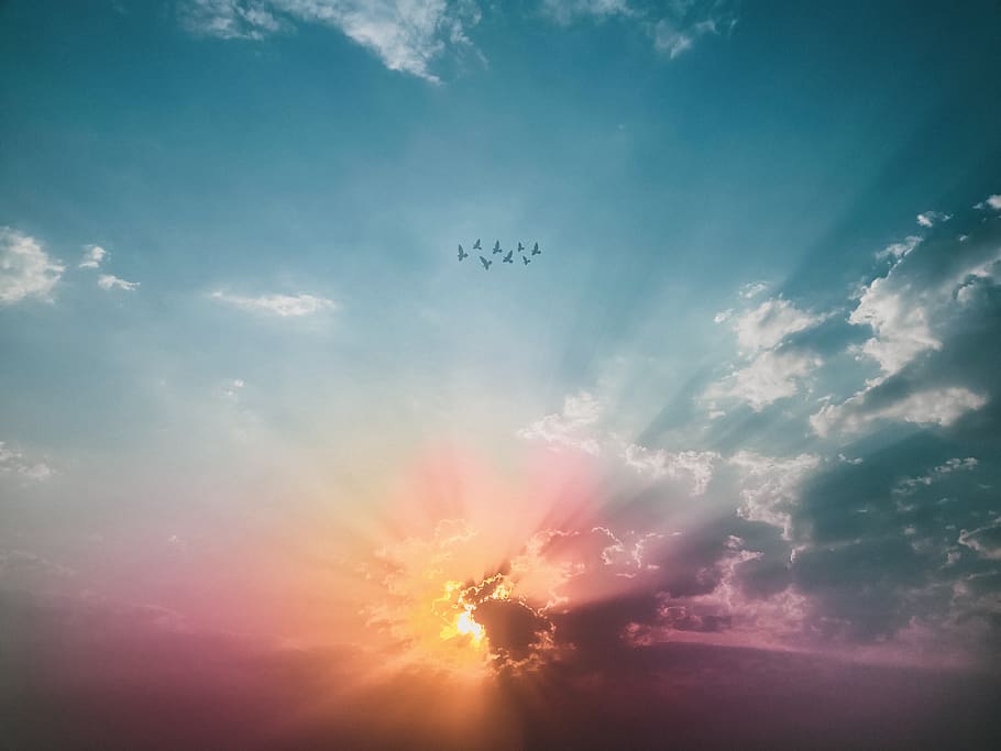 Sea of Clouds Sunrise Wallpaper, animals, birds, bright, colorful HD wallpaper