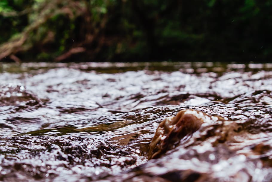 selective focus, nature, no people, water, tree, day, close-up HD wallpaper