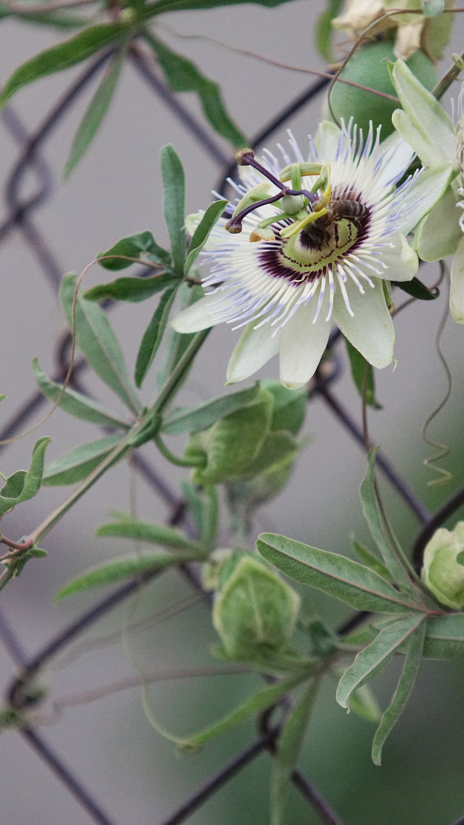 croatia, wire, net, plants, green, flower, nature, piękny HD wallpaper