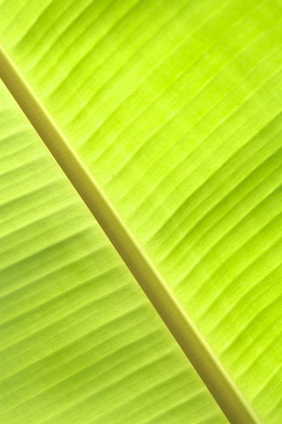 thailand, phe, ko samet, banana leaf, plant, plants, nature HD wallpaper