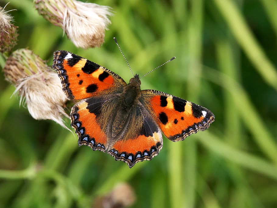 butterfly, insect, animal wildlife, invertebrate, animal themes HD wallpaper