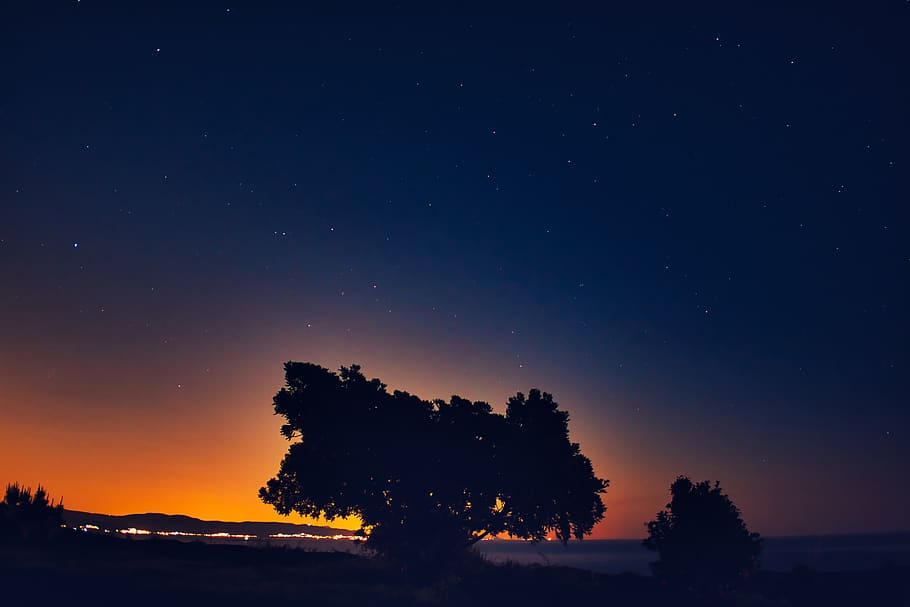 silhouette of tree, nature, outdoors, night, astronomy, universe HD wallpaper