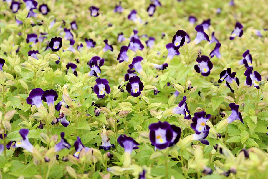 HD wallpaper: morning glory, summer, flowers, food liverpool, plant ...