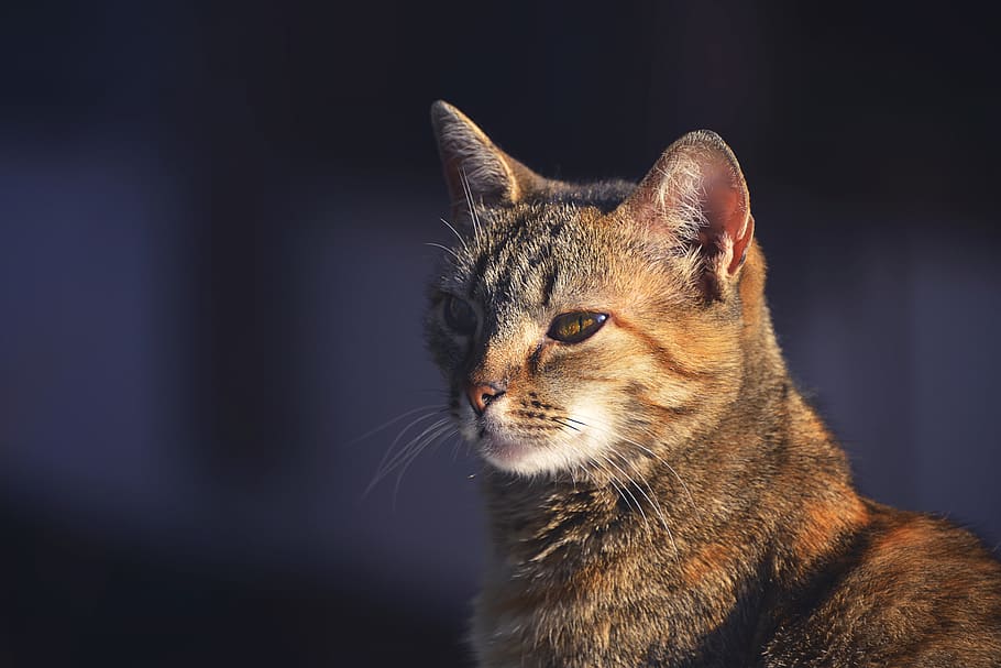 brown tabby cat, one animal, animal themes, mammal, feline, pets HD wallpaper