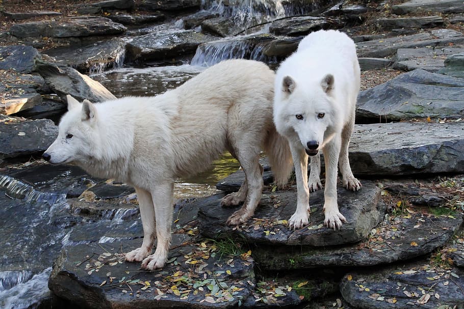 wolves, whites, animal, wild, predator, animal themes, mammal HD wallpaper