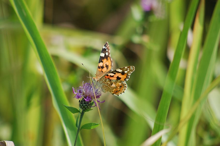 butterfly, summer, flower, insect, nature, outdoors, animal themes HD wallpaper