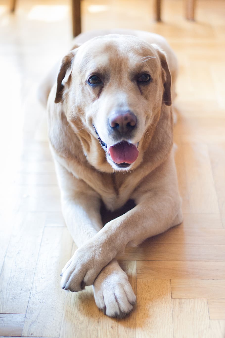 Labrador, adorable, animal, breed, canine, cute, dog, domestic HD wallpaper