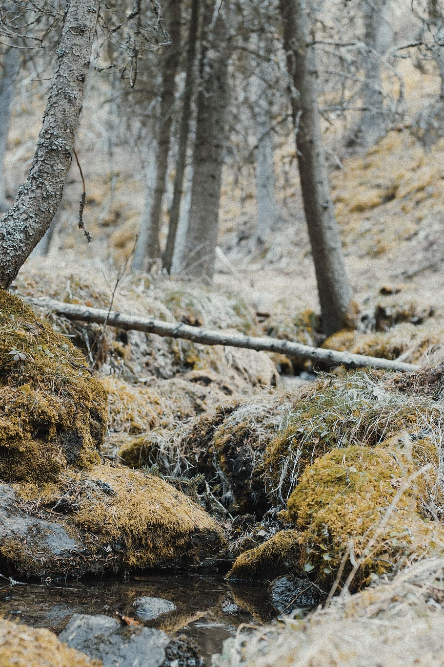 Forest and Body of Water, bark, calm, canada, cold, daylight HD wallpaper