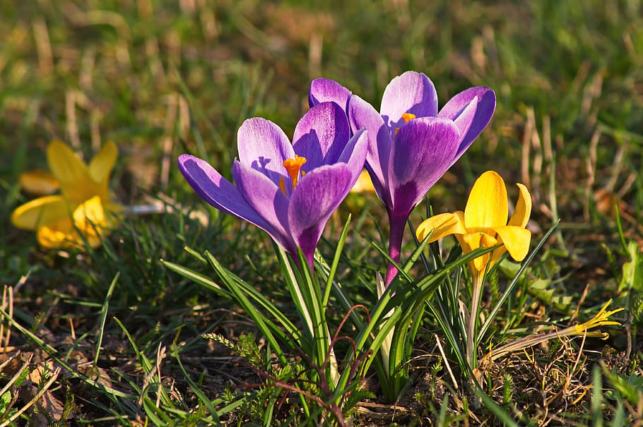 crocus, spring, flower, purple, colored, flowering plant, freshness HD wallpaper