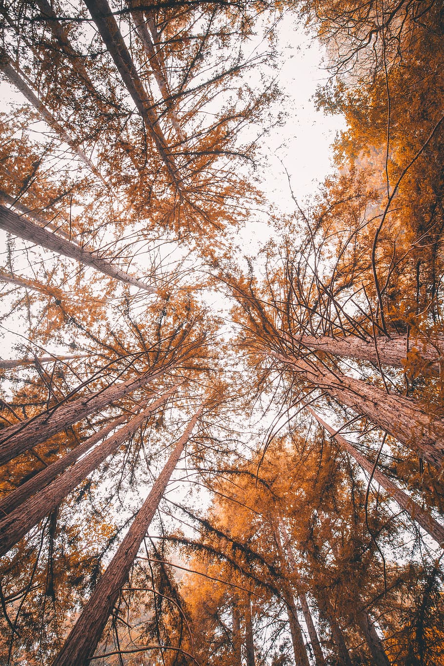 brown-leafed trees, sky, looking up, fall, plant, autumn, beauty in nature HD wallpaper