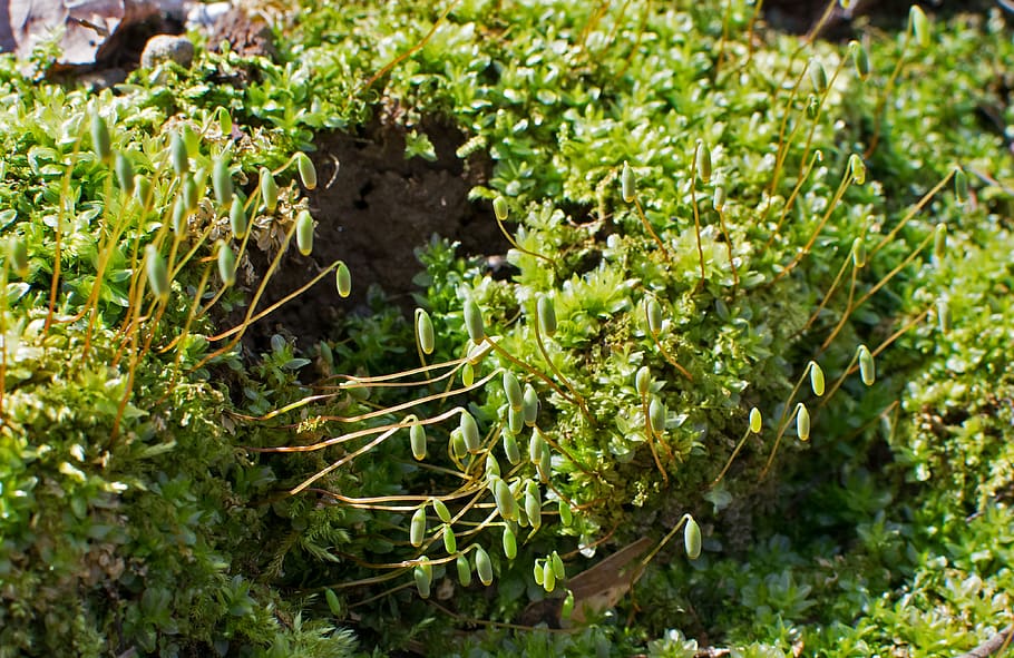 united states, oak ridge, plant, spring, moss fruiting bodies HD wallpaper