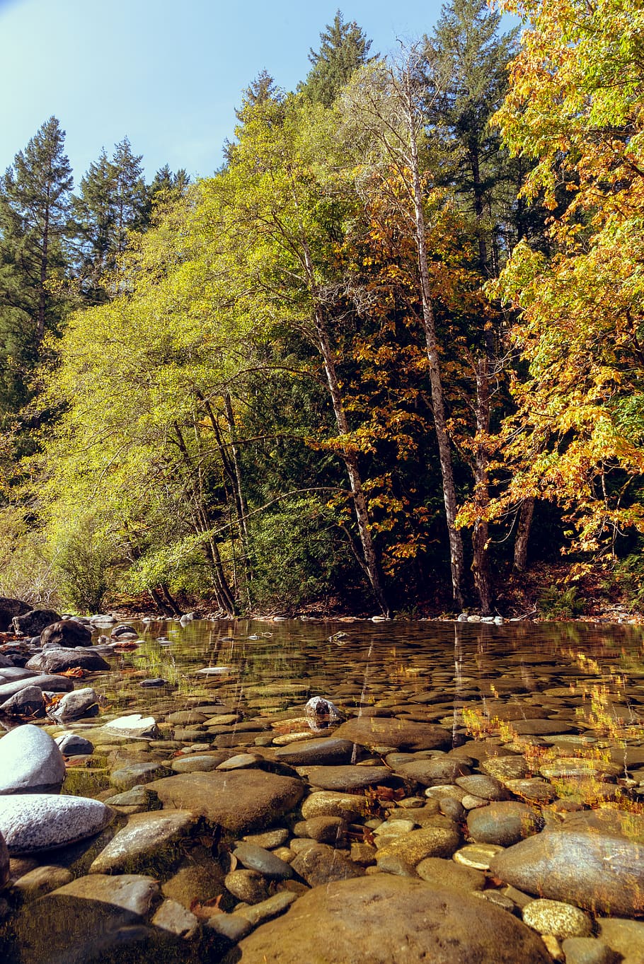 Stones Under Clear Water, daylight, environment, flow, forest HD wallpaper