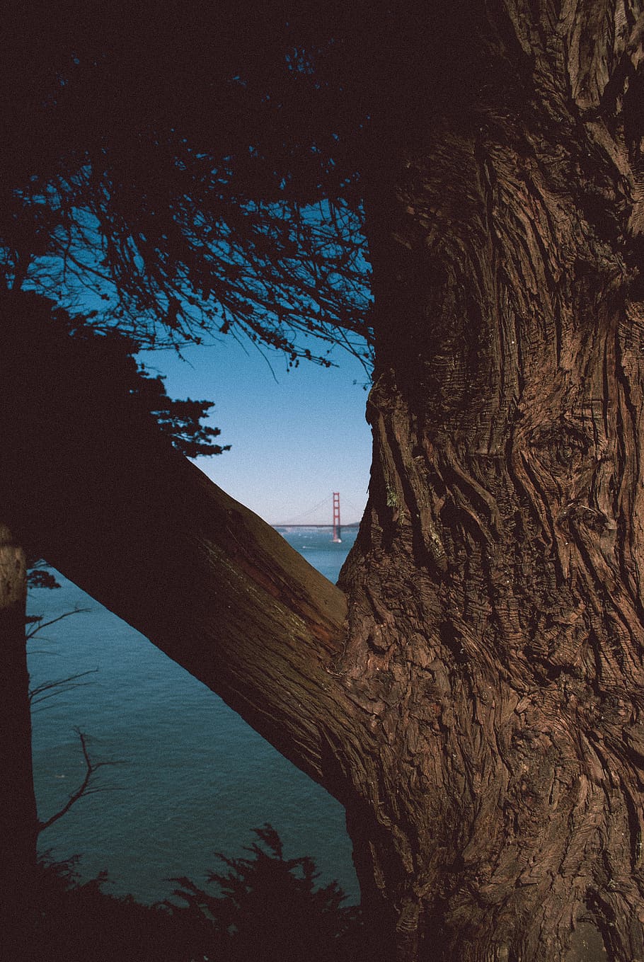 tree, water, nature, sky, no people, plant, tranquility, tree trunk HD wallpaper