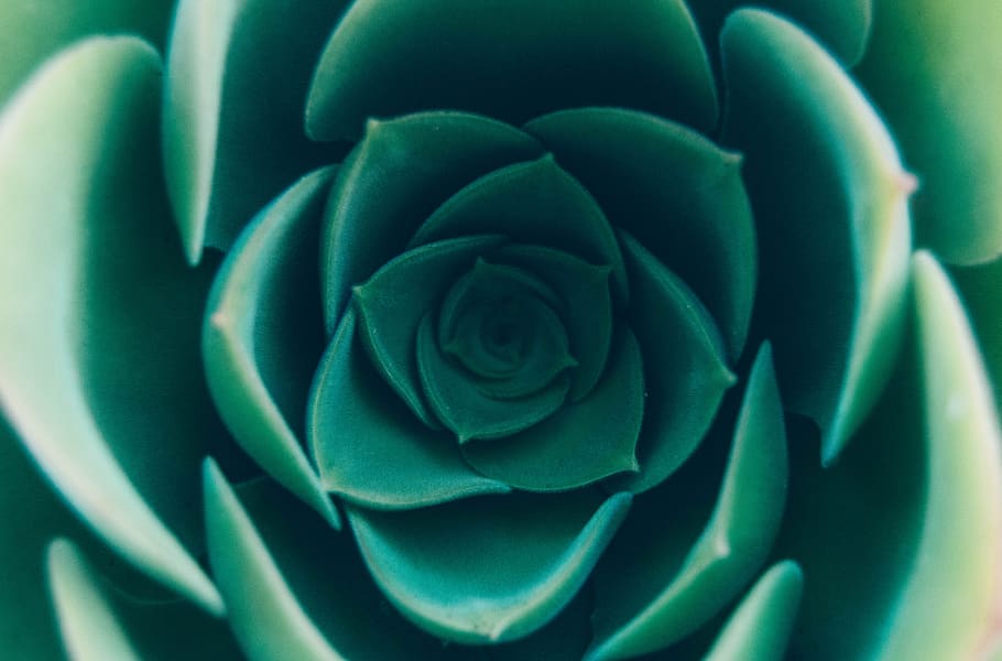 succulent, flower, planting, garden, green, nature, flowering plant HD wallpaper