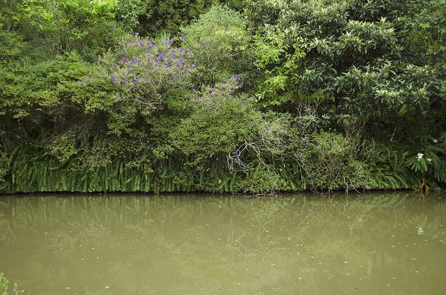 vegetation, plant, outdoors, nature, land, water, bush, rainforest HD wallpaper