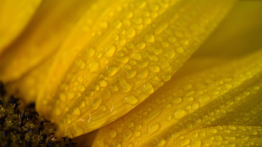 flower, sunflower, yellow, summer, nature, blossom, bloom, plant HD wallpaper