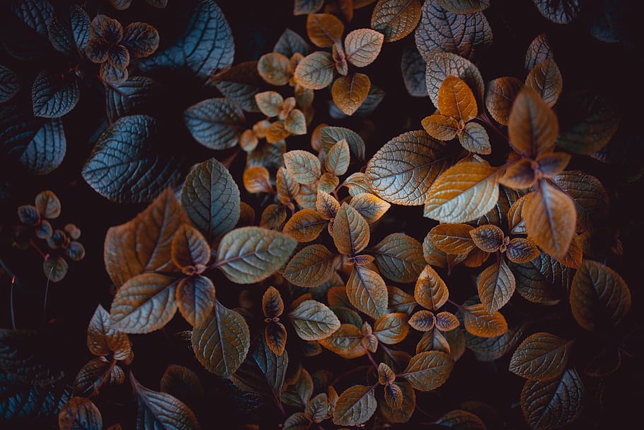 brown-leafed plants, no people, close-up, full frame, large group of objects HD wallpaper