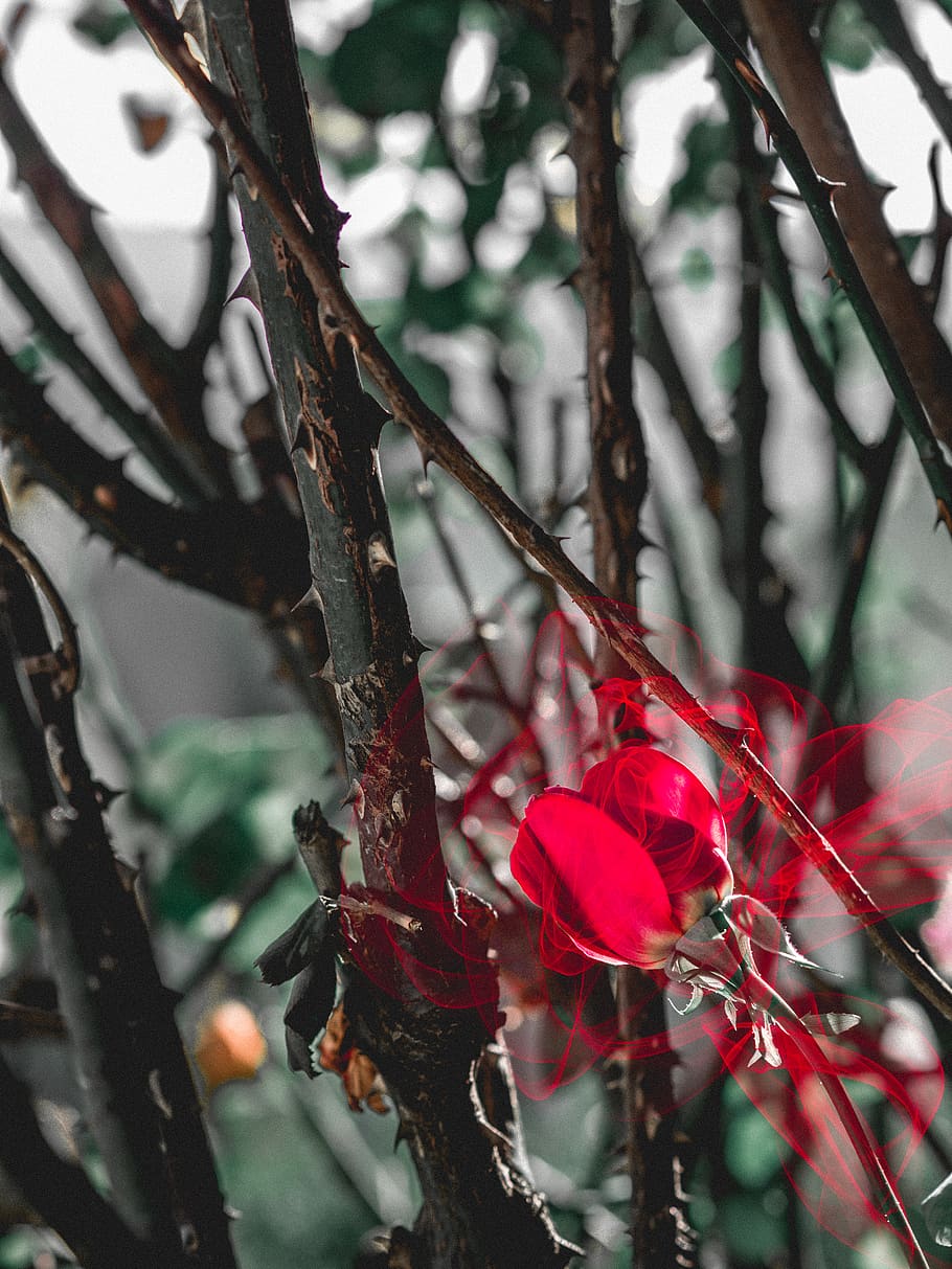 france, ansouis, spikes, rose, garden, jardin, green, red, plant HD wallpaper