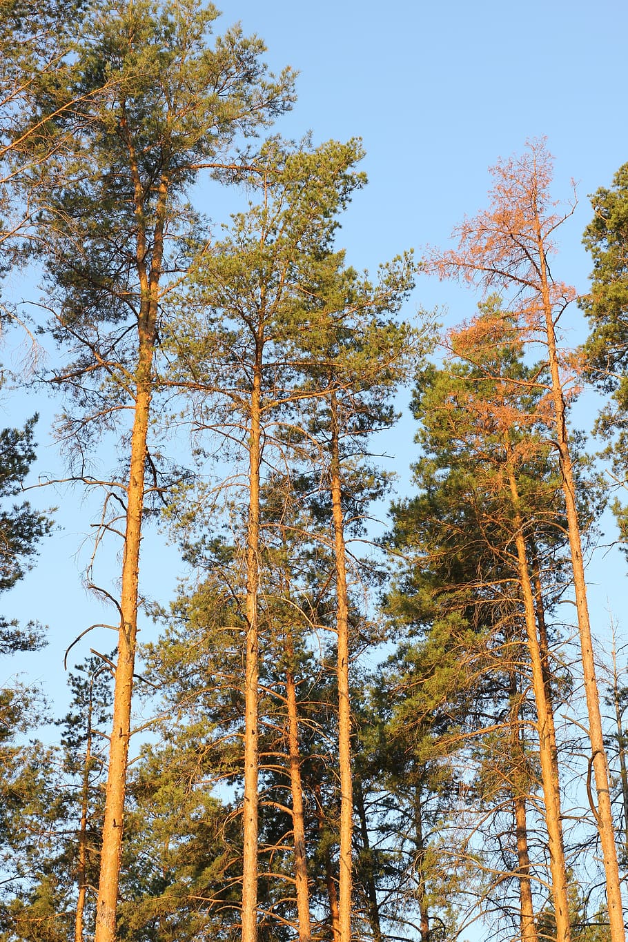 pine, field, landscape, nature, tree, green, grass, forests HD wallpaper