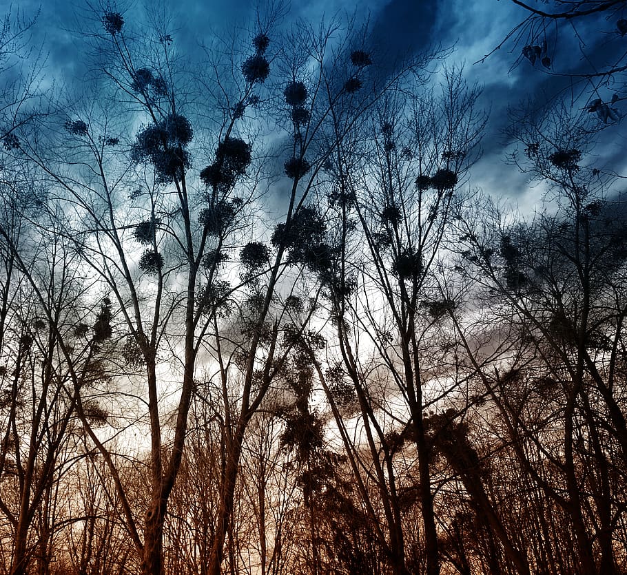 Silhouette of Trees Without Leaves, branches, clouds, colors HD wallpaper