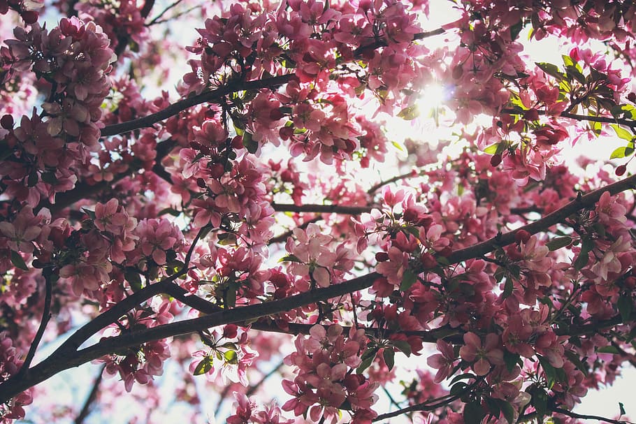 cherry blossoms, flowering plant, tree, pink color, fragility HD wallpaper