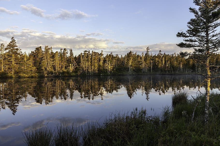 canada, tor bay, reflection, water, tree, plant, lake, tranquility HD wallpaper