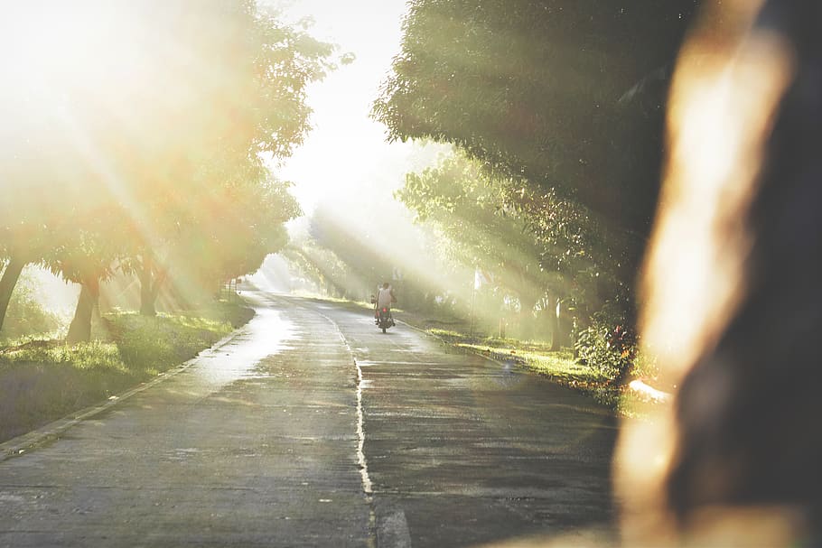 tree, trees, ray, road, morning, plant, sunlight, nature, day HD wallpaper